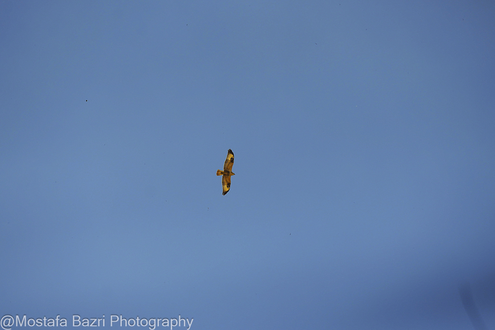 Mostafa Bazri-Aban 1404-1000-8524.jpg