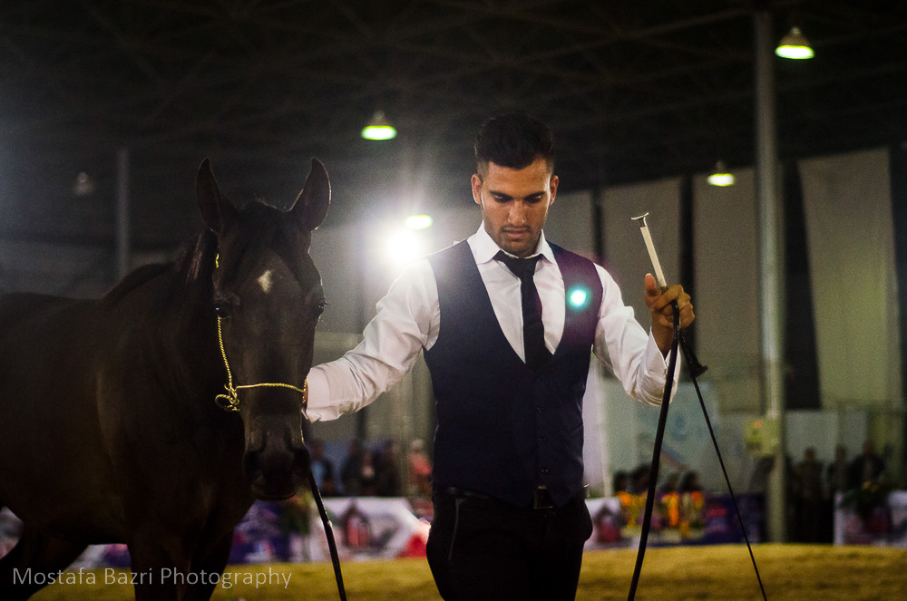 arabhorses-1000 (5 of 29).jpg