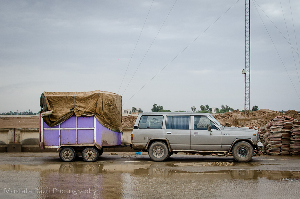 arabhorses-1000 (7 of 29).jpg