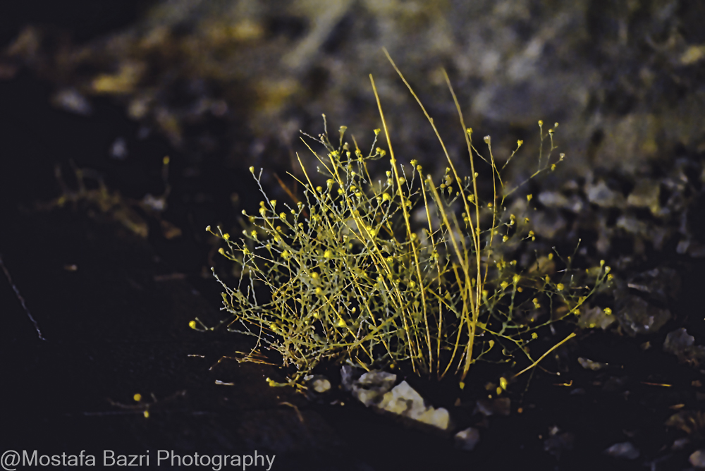 N-Mostafa Bazri-Aban 1404-1000 Night-57.jpg