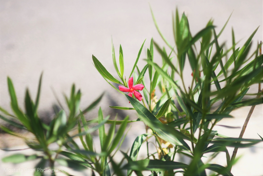 DSC_1918 (3)1000.jpg