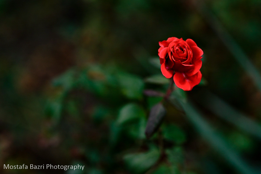 CAFEISTGAH PORTRAIT-1000-1-32.jpg