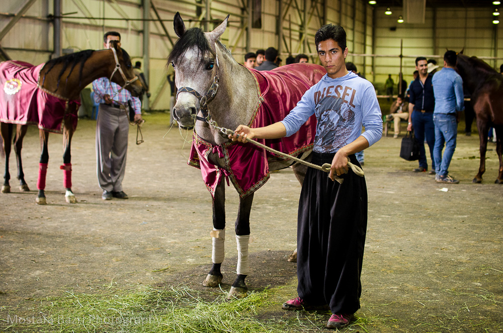 arabhorses-1000 (24 of 29).jpg